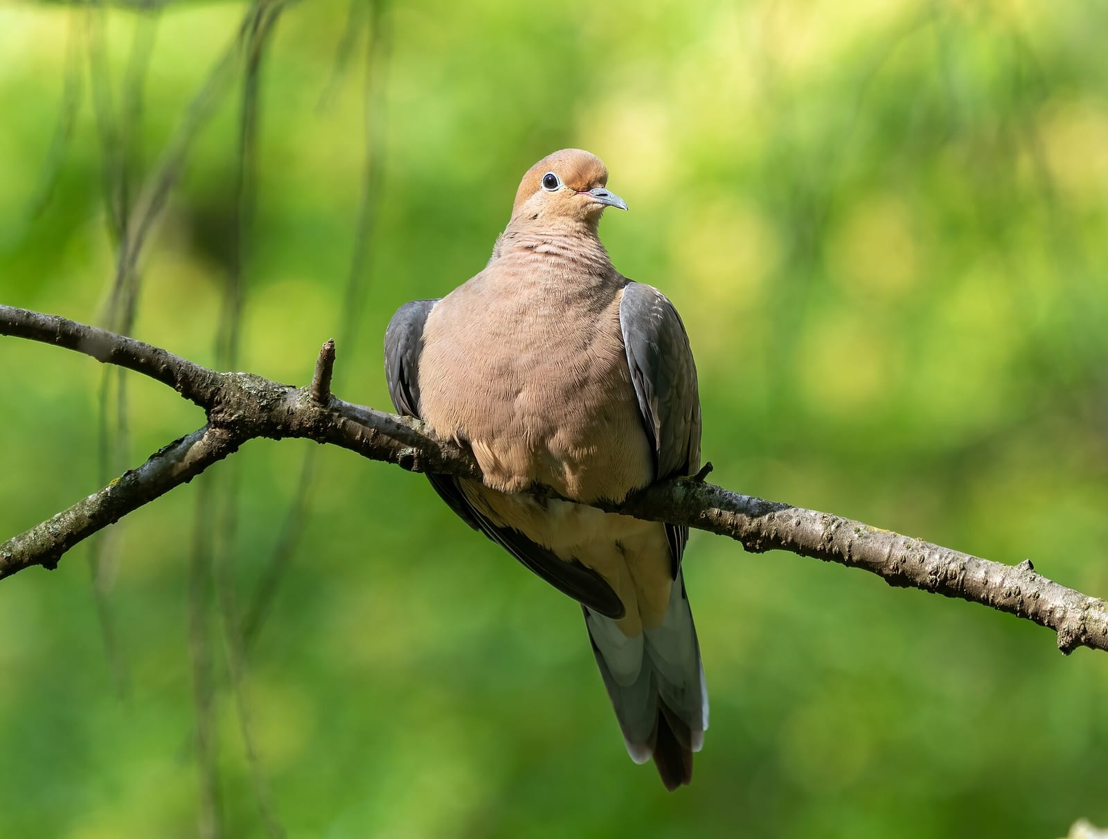 Where to hunt dove in the East