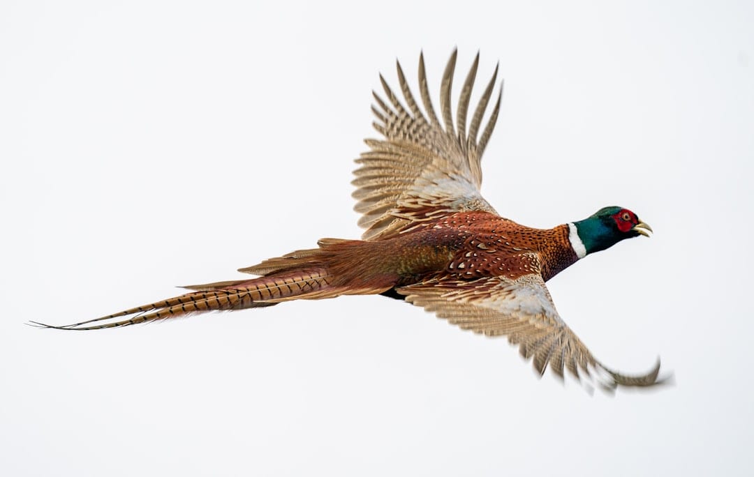 South Dakota Ring-necked pheasant