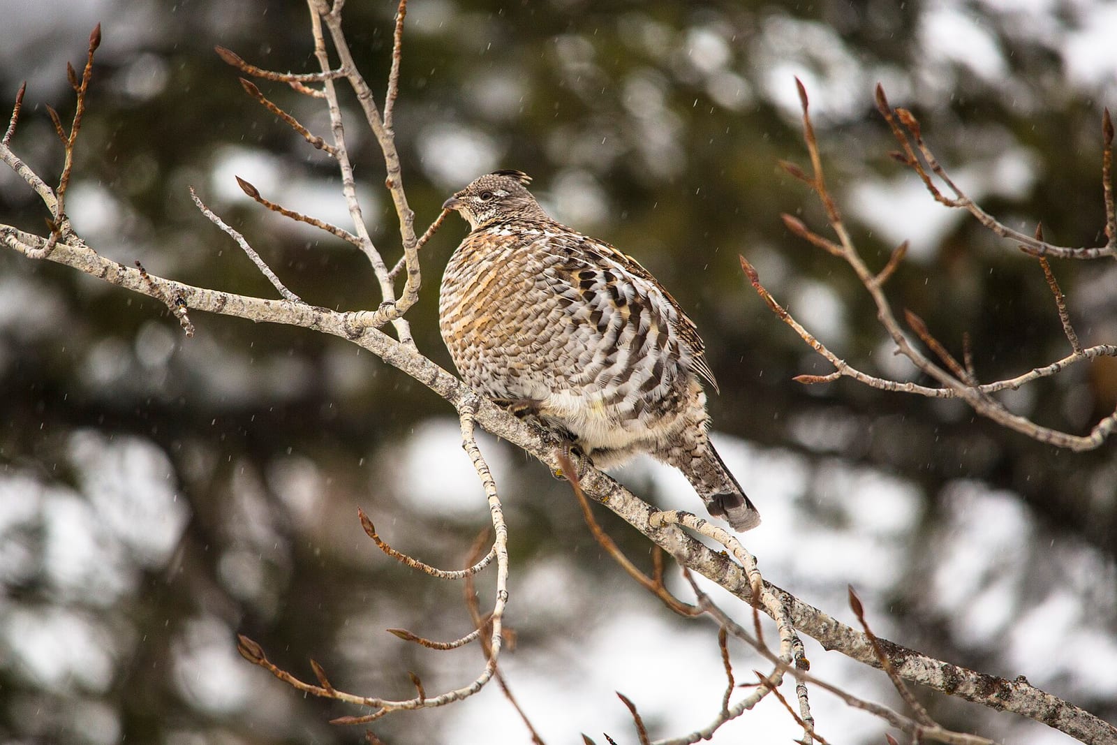 Michigan Ruffed grouse